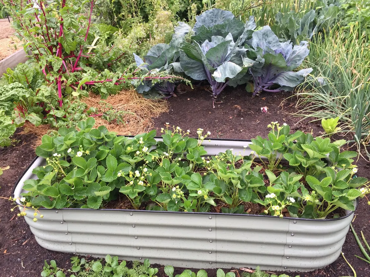 DIY project: a 4x8 raised garden bed from untreated lumber